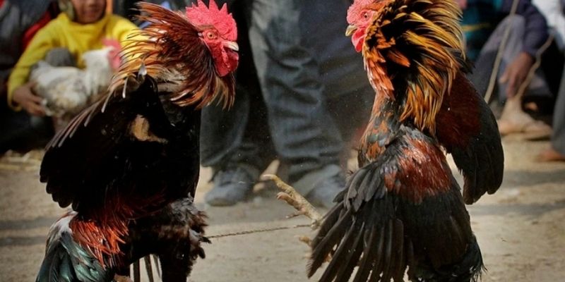 Bộ môn đấu kê nổi bật với kỹ thuật được thể hiện rõ ràng