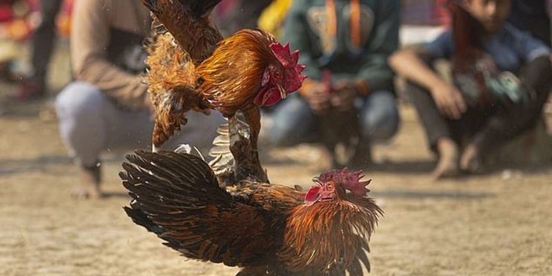 Cửa cược mang đến cơ hội nhân nhiều lần vốn nếu đoán đúng