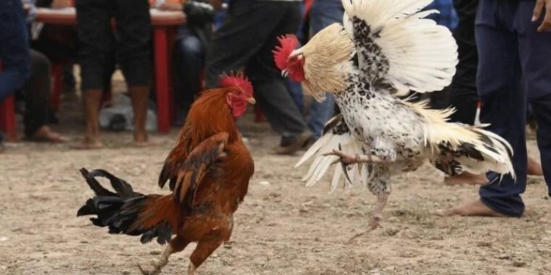 Điểm qua những nét chính về địa điểm cá cược đá gà Thomo
