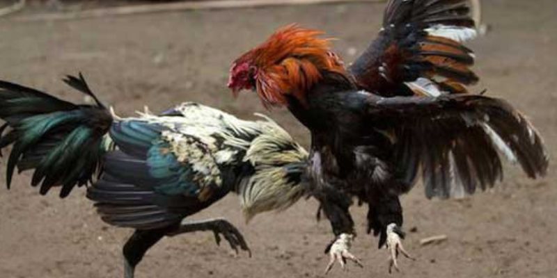 Những điểm nổi bật khi tham gia trường đấu kê Thomo