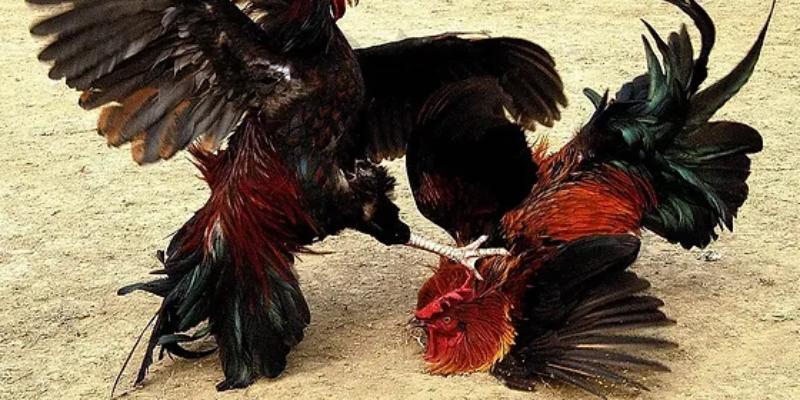 Đá gà cựa sắt mang tính đối kháng cực cao, tạo sự khác biệt