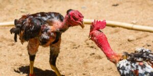 Trực Tiếp Đá Gà C1 - Cược Sôi Động, Kịch Tính Từng Giây