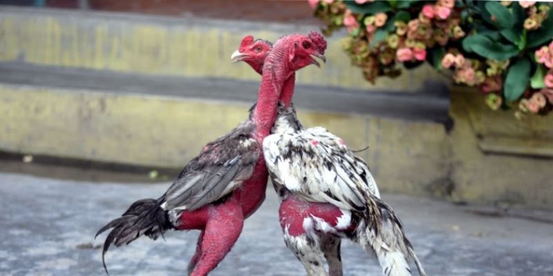 Các tân thủ hoàn toàn có thể áp dụng quy tắc ngũ hành