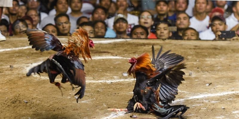Cách Xem Chân Gà Chọi - Hướng Dẫn Đơn Giản Cho Tân Thủ
