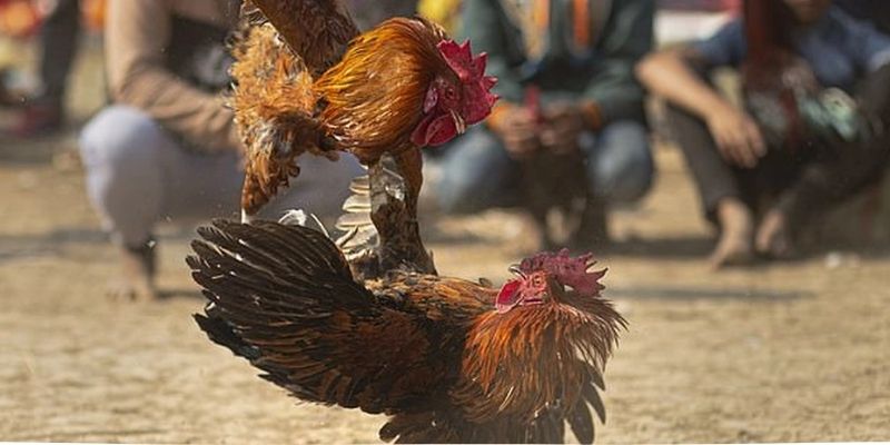 Đôi nét tổng quan về trường gà savan