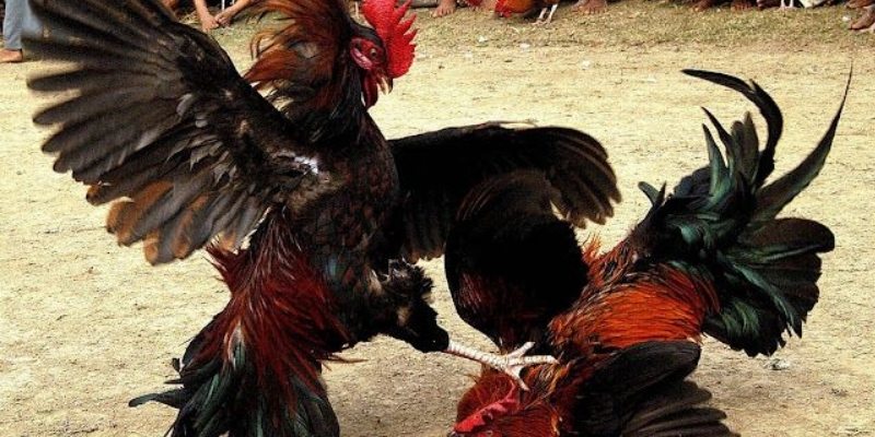 Gà Đá Về Cho Uống Thuốc Gì? Bí Quyết Buff Máu Chuẩn
