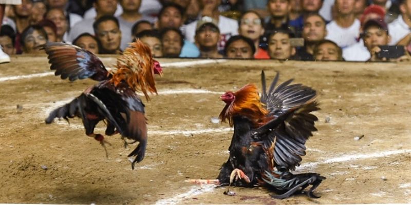 Hội viên Mot88 có thể phối giống trống trúc mái mẹ