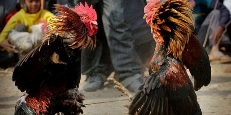 Hội viên Mot88 nên phân tích lịch sử đấu chiến kê