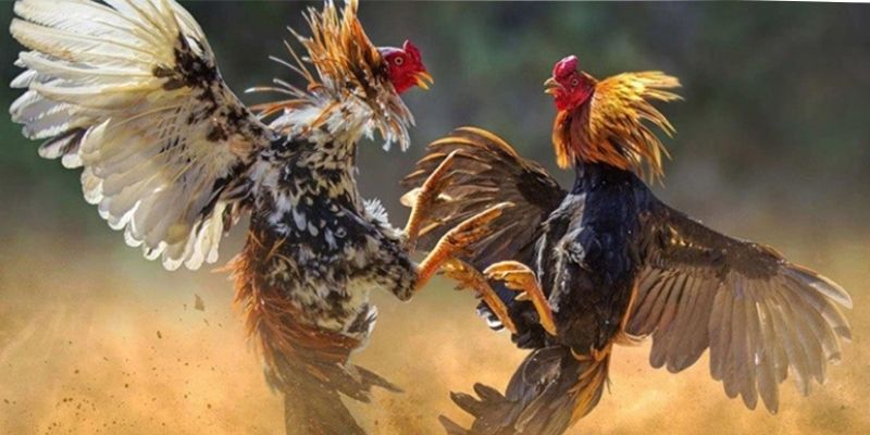 Hội viên tại Mot88 có thể cá cược chọi kê cựa dao