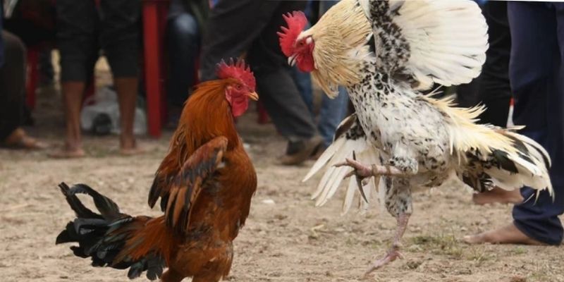 Hôm Nay Đá Gà Màu Nào Tốt - Dự Đoán Dành Cho Các Sư Kê