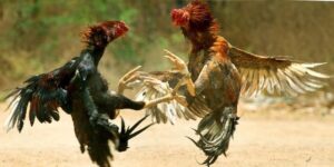 Phương Pháp Lai Tạo Gà Chọi Hay - Thông Tin Cho Hội Viên