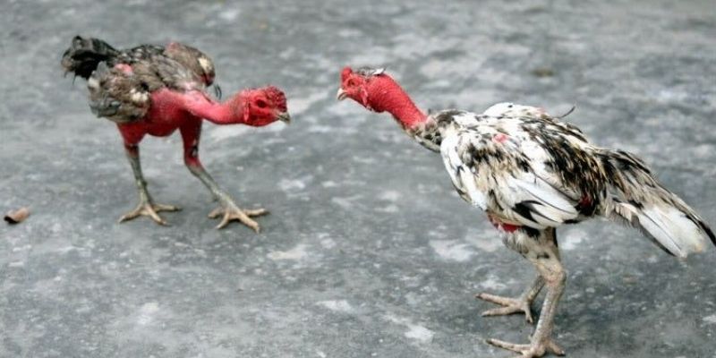 Sư kê có thể áp dụng thêm các phương pháp chọn cược khác