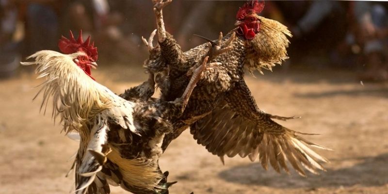 Trường Gà Savan - Sân Chơi Đỉnh Cao Cho Hội Viên Mot88