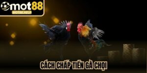 Cách Chấp Tiền Gà Chọi