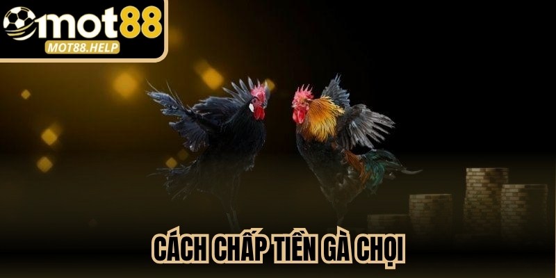 Cách Chấp Tiền Gà Chọi