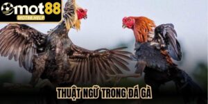 Thuật Ngữ Trong Đá Gà
