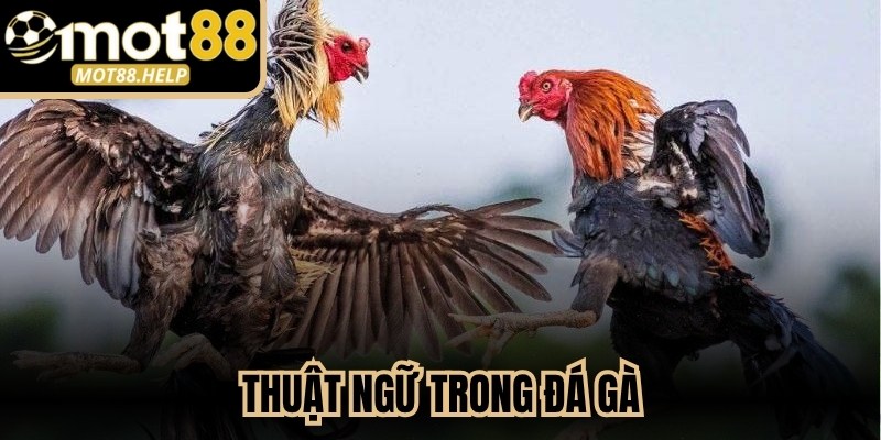 Thuật Ngữ Trong Đá Gà