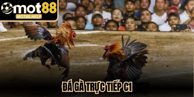 Đá Gà Trực Tiếp C1