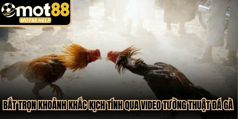 Bắt trọn khoảnh khắc kịch tính qua video tường thuật đá gà chuẩn HD