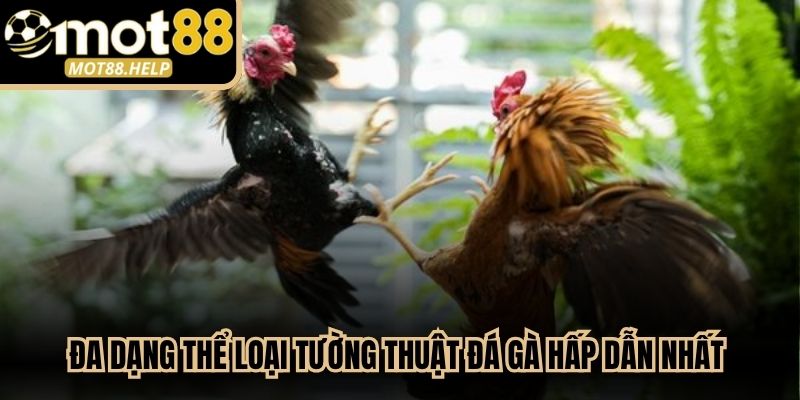Đa dạng các thể loại tường thuật đá gà hấp dẫn nhất thị trường