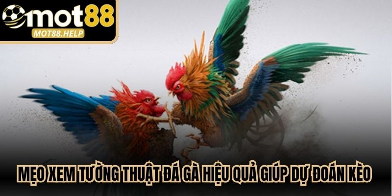 Mẹo xem tường thuật đá gà hiệu quả giúp dự đoán kèo chuẩn xác