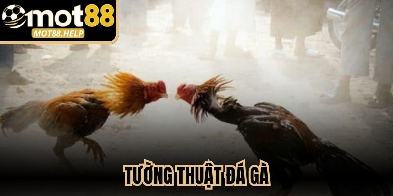 Tường Thuật Đá Gà