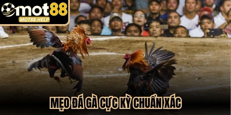Mẹo Đá Gà Cực Kỳ Chuẩn Xác